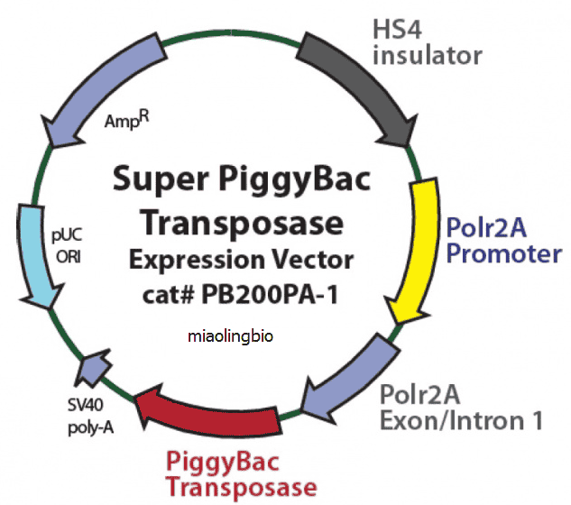 Super PiggyBac Transposase (PB200PA- 1) - Click Image to Close